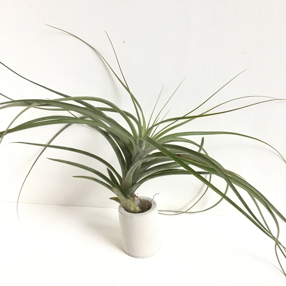 Bundles of 10 Plants  Assorted Tillandsia Air Plant -